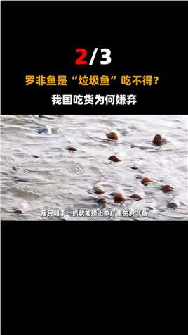 日本人最爱吃的鱼之一，产量世界第一，到中国成了“垃圾鱼”？#动物世界#日本#罗非鱼 (2)