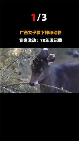 广西女子救下像山羊的动物，专家激动：本地70多年没有它的记载！#动物世界#广西#毛冠鹿 (1)