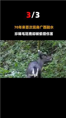 广西女子救下像山羊的动物，专家激动：本地70多年没有它的记载！#动物世界#广西#毛冠鹿 (3)