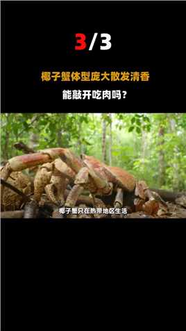 52只巨型螃蟹“围攻”露营家庭！个个体长近1米，据说还会吃人？#动物世界#露营#螃蟹 (3)