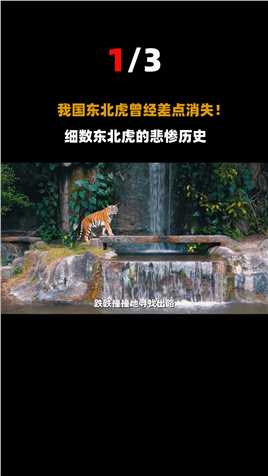中外专家曾宣布：中国东北虎即将消失！全靠一只母老虎拯救虎群？#动物#中国#老虎 (1)