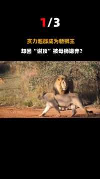 公狮子当上新狮王，却因太丑被后宫母狮嫌弃？最后去找了母老虎？#动物#狮子#狮王 (1)