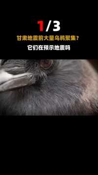 连云港大量鸟群聚集，已经连续多日出现！究竟是不是异常的预兆？#动物#连云港#鸟 (1)