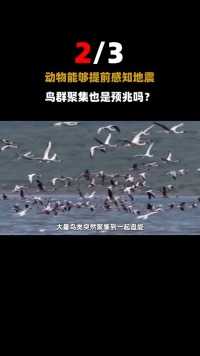连云港大量鸟群聚集，已经连续多日出现！究竟是不是异常的预兆？#动物#连云港#鸟 (2)