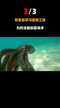 长着9个大脑的章鱼，是海里的高智商动物，为何会自杀式育儿？#动物#智商#章鱼 (3)