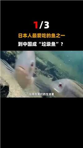 日本人最爱吃的鱼之一，产量世界第一，到中国成了“垃圾鱼”？#动物世界#日本#罗非鱼 (1)