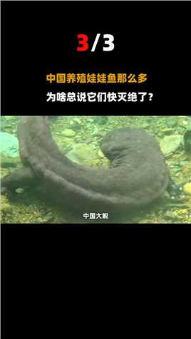 中国快要灭绝的大鲵，日本水族馆里还有4条？为啥出现在日本？#日本#中国#大鲵 (3)