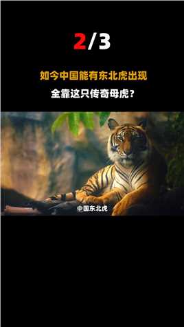 中外专家曾宣布：中国东北虎即将消失！全靠一只母老虎拯救虎群？#动物#中国#老虎 (2)