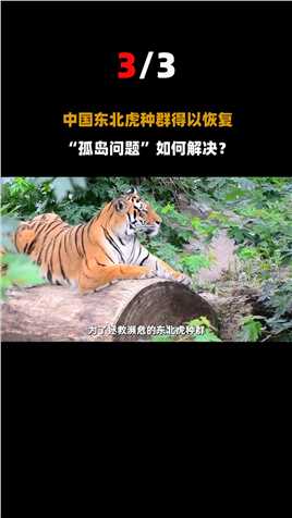 中外专家曾宣布：中国东北虎即将消失！全靠一只母老虎拯救虎群？#动物#中国#老虎 (3)