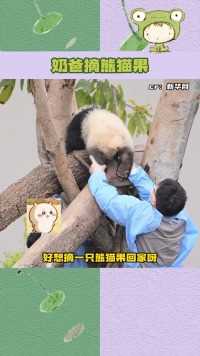 奶爸摘不听话的大熊猫宝宝回家，这也太可爱了吧。