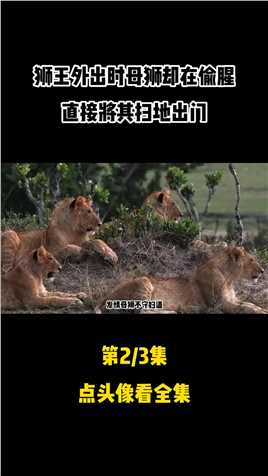 母狮和流浪雄狮偷情，被狮王直接抓个正着，一怒之下将其赶出狮群 #狮子 #猫科动物 #野生动物 #故事 (2)