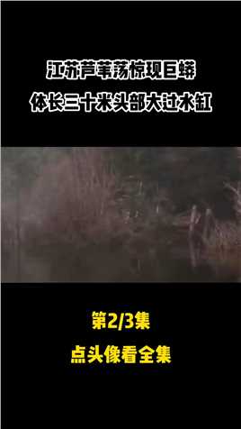 30米巨蟒曾在江苏出现，当时电闪雷鸣狂风大作，多人曾亲眼目睹 #巨蟒 #打雷 #芦苇荡 #事件 #悬疑 (2)