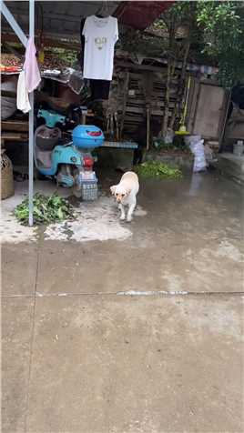 狗狗的世界真的很简单，要么陪你淋雨，要么带你避雨。总之就是无论如何都想跟你在一起。