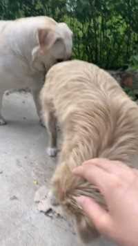 田园犬 最近忙着练倒车入库，更个。发现一只可爱的小狗勾，跟大家分享。