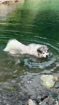 狗狗游泳 当阿拉斯加第一次游泳～