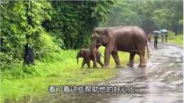象妈妈为救被困的小象，不惜舍弃自己的生命，好在最终他们得到了好心人的救助！#动物世界#精彩片段#大象#动物救助#母爱