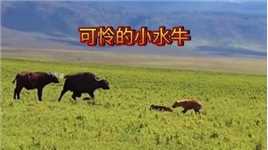 刚出生的小水牛被鬣狗盯上了！#动物世界#野生动物零距离#鬣狗#水牛