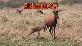 刚出生的小羚羊必须在十几分钟没学会奔跑#动物世界#野生动物零距离#动物#羚羊