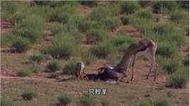 两只羚羊角死死卡在一起，被胡狼趁机掏空身体#动物世界#野生动物零距离#羚羊#意不意外
