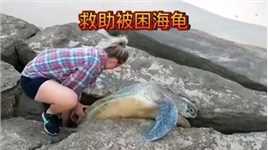 救助被困在石缝里的海龟！#动物世界#野生动物零距离#动物救助#海龟#户外