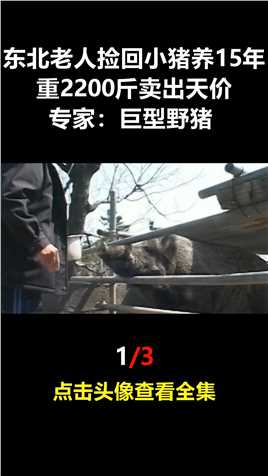 东北老人捡回小野猪，养15年重2200斤卖出天价，专家：巨型野猪 (1)