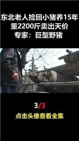 东北老人捡回小野猪，养15年重2200斤卖出天价，专家：巨型野猪 (3)