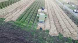 给胡萝卜盖被子！新西兰用干草当被子，让胡萝卜顺利过冬农业机械化现代农业机械农业技术