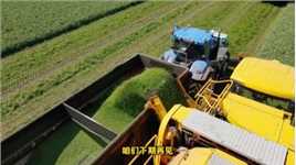 荷兰大型豌豆收割机，一小时收割豌豆45吨，面积可达50亩农业机械化现代农业机械