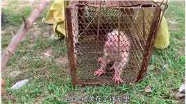 刚出生的小猴子被关在铁笼里，幸亏被男人救了出来 #万物皆有灵 #动物救助.mp4



