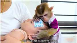 看到妹妹生病了，小猴子非常担心#神奇动物在抖音 #万物皆有灵 #小猴子 #萌宠出道计划 #有趣的动物.mp4


