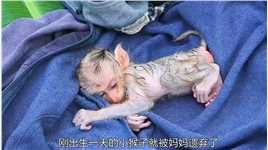 刚出生一天的小猴子被母亲遗弃，结局很暖心#万物皆有灵 #动物救助 #万物皆有灵性请善待每一个生命 #猴子.mp4

