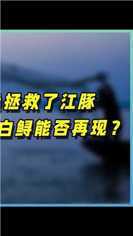 长江10年禁渔效果显著，江豚再现，被宣告灭绝的白鲟会重新出现吗。海洋生物海洋动物 (3)