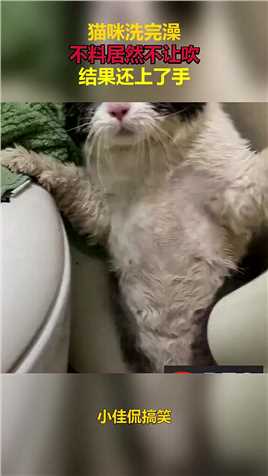 猫咪洗完澡，不料居然不让吹，结果还上了手！