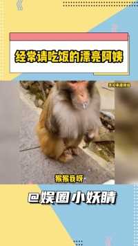 猴猴我啊 遇到心软的神了捏 #猴子来福 #猴子 #爱护动物