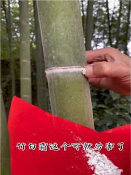 就是竹子上每个节节的白色霜体
