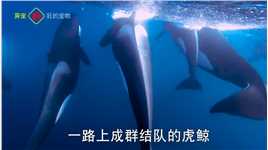 小虎鲸为救被困的妈妈，拦截游客船只，聪明的向人类求助