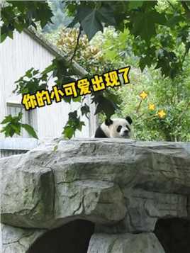 你的小可爱出现了~#大熊猫青糍 #来这吸熊猫 #国宝