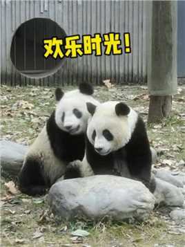 乖乖想弟弟了吧 ！#大熊猫青糍