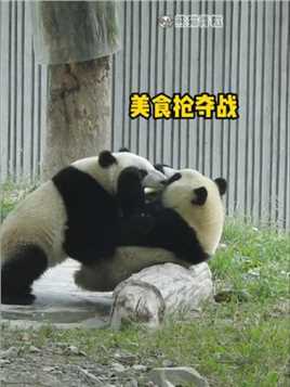 抢着吃的就是香！#大熊猫青糍 #国宝 #来这吸熊猫