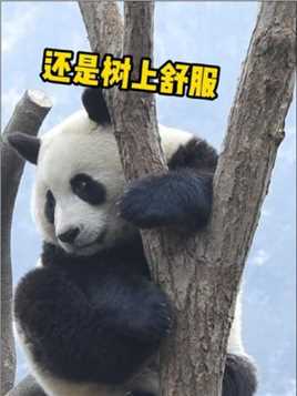 还是树上舒服~#大熊猫青糍