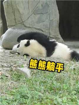 熊熊躺平~#大熊猫青糍 #国宝 #来这吸熊猫