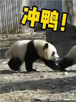 三只小猪duangduangduang！#大熊猫青糍 #萌宠出道计划