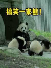 搞笑一家熊！#大熊猫青糍 #国宝 #来这吸熊猫