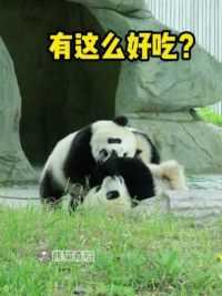 有这么好吃吗 ？都争着要#大熊猫青糍 #国宝 #来这吸熊猫