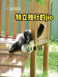 青糍这特立独行的jio jio～#大熊猫青糍 #国宝 #萌宠