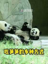 团子们吃笋笋的多种方式～#萌宠 #大熊猫青糍 #国宝大熊猫