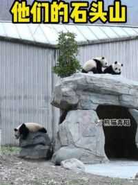 团子们都喜欢在石头上玩儿哦～#大熊猫青糍 #萌宠 #国宝
