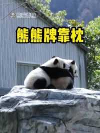有人也想拥有一款熊熊牌靠枕吗？#大熊猫青糍 #国宝 #萌宠