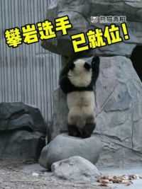攀岩选手已就位！！！#大熊猫青糍 #国宝 #萌宠