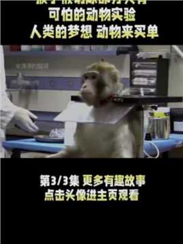 动物实验有多残忍？注射病毒，进行开颅手术，连小猴子都不放过！